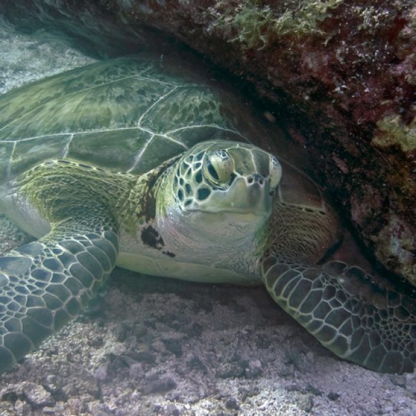 TurtleGreen