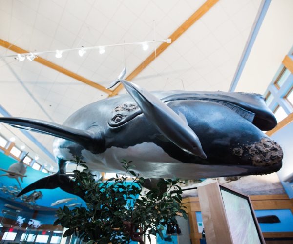 Whale