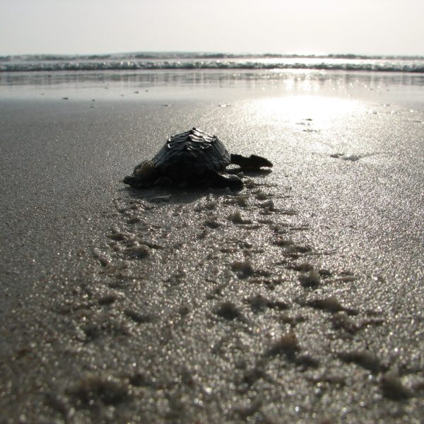 hatchling crawl